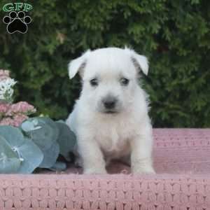 Riley, West Highland Terrier Puppy